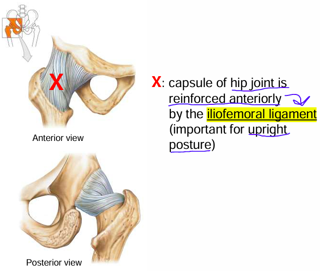 <p>iliofemoral ligament</p>