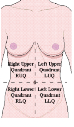 <p>abdominal quadrants </p>