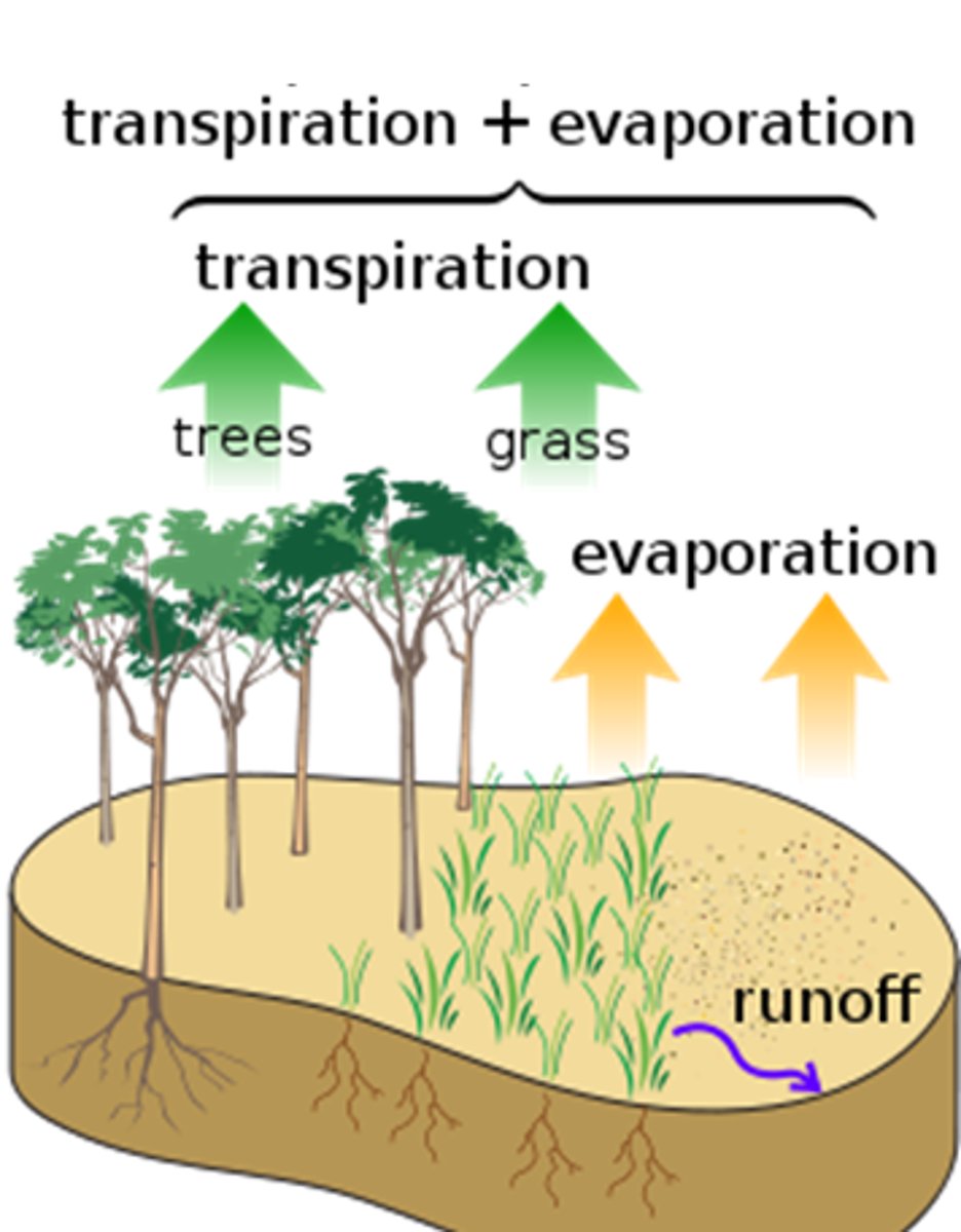 <p>process water is evaporated from soil of transpiration by plants</p>
