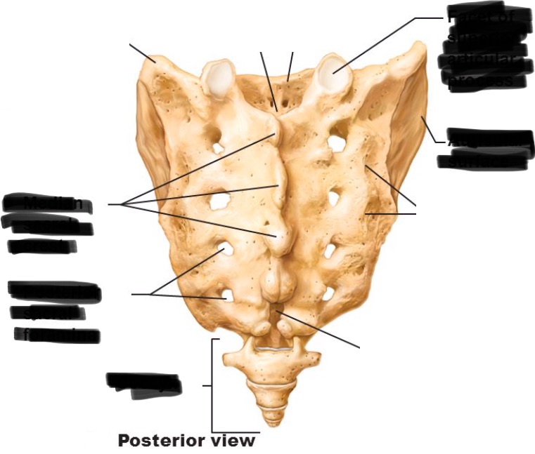 <p>auricular surface</p>