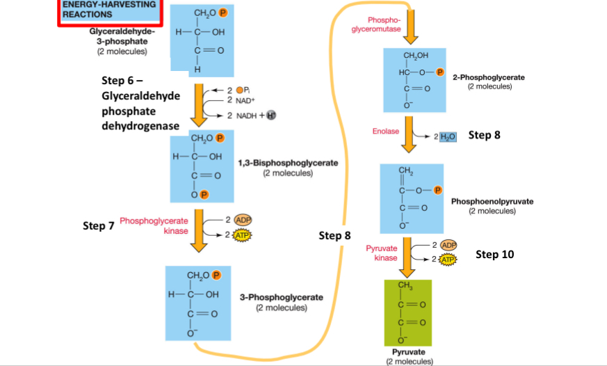 <p>ATP is produced at 2 different steps (7 and 10). NADH is produced (step 6). Pyruvate (2) are produced</p>