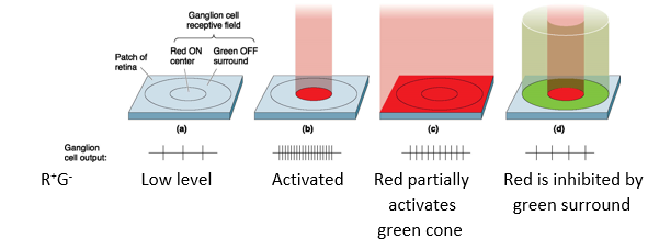 <p>P cells and nonM-nonP are sensitive to wavelength of light (color)</p><ul><li><p>Response to one color in center is cancelled by an opponent color in the surround</p></li><li><p>Red vs green; blue vs yellow</p></li><li><p>R+G- = Activated by red (center), inhibited by green (surround)</p></li></ul>