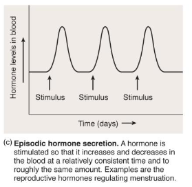 <p>episodic (cyclic) hormone regulation</p>