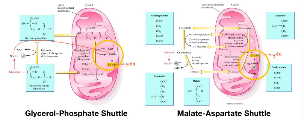 <p>How do reducing equivalents get into mitochondria?</p>