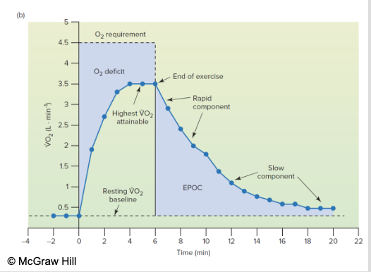 * Magnitude and duration of EPOC are influenced by intensity of exercise
* more deficit= more dependent on anaerobic exercise so EPOC is greater
