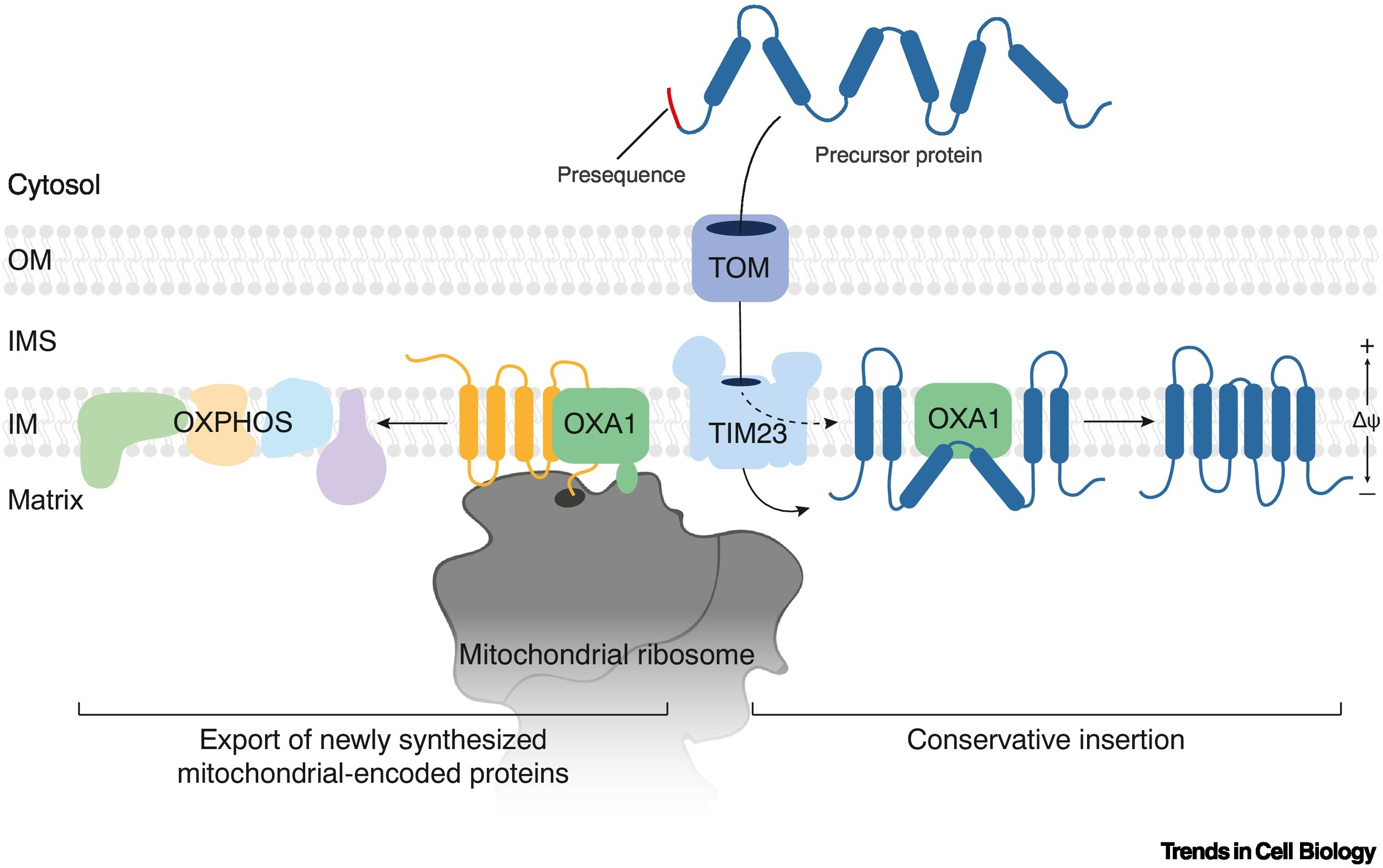 <p>Inserts proteins synthesized in the mitochondria into the inner membrane; also re-inserts some imported proteins.</p>