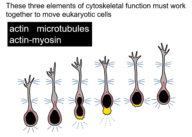 <ol><li><p>actin</p></li><li><p>microtubules</p></li><li><p>actin-myosin stress fibres</p></li></ol>