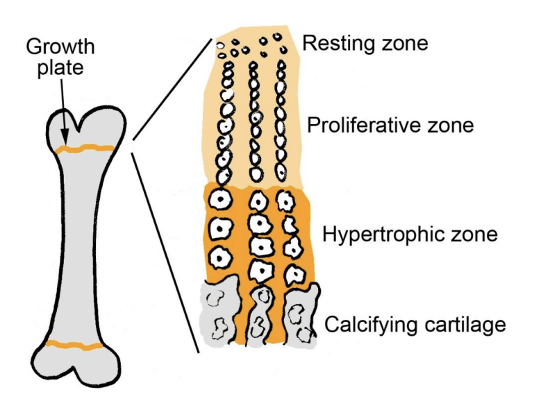 <ul><li><p>control growth at the growth plates of long bones</p><ul><li><p>e.g those in the limbs</p></li></ul></li></ul><ol><li><p>chondrocytes there lay down catilage</p></li><li><p>becomes calcified</p></li><li><p>ultimately ossified→ allows the bone to elongate at these regions</p></li><li><p>As cartilage around them calcifies→ These cells themselves proliferate, hypotrophy and then die</p></li><li><p>Growth plates ‘close’ in late teens</p><ul><li><p>fuse up, such that the bones<strong> cannot</strong> elongate any further</p></li><li><p>earlier in women than men</p><ul><li><p>due to oestrogen</p></li></ul></li></ul></li></ol><p></p>