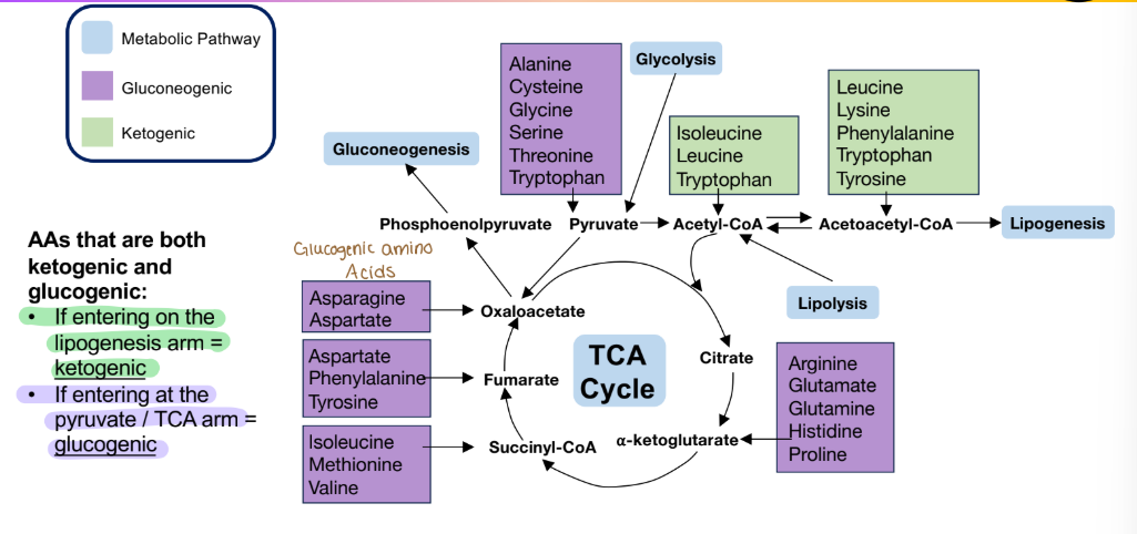 <p>Amino acids that are both glucogenic and ketogenic</p>