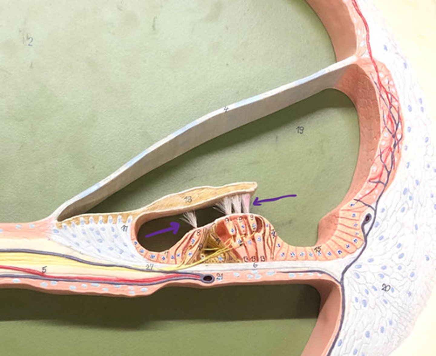 knowt flashcard image