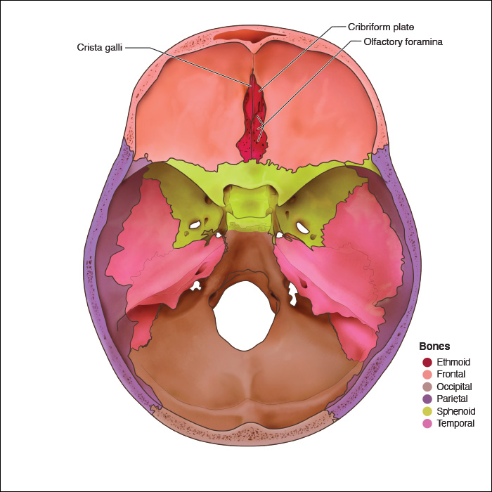 <p>Ethmoid Bone</p>