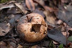 <p>Decomposition conditions</p>