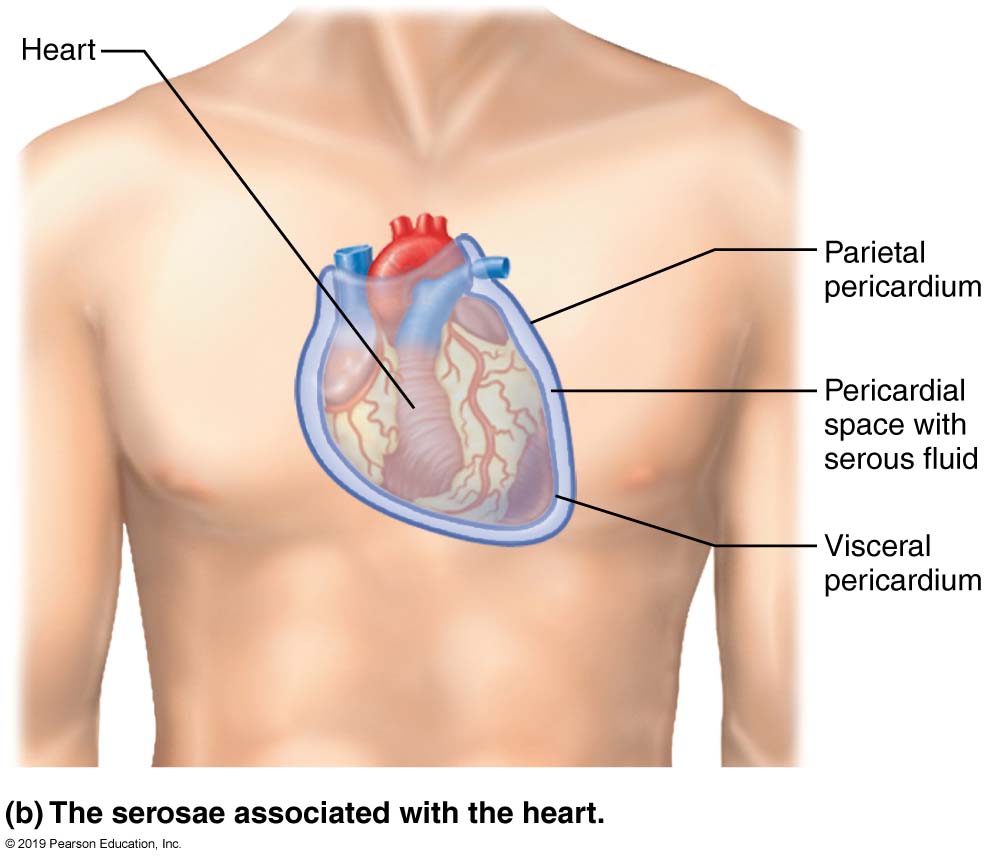 <p>Pericardial Membrane </p>