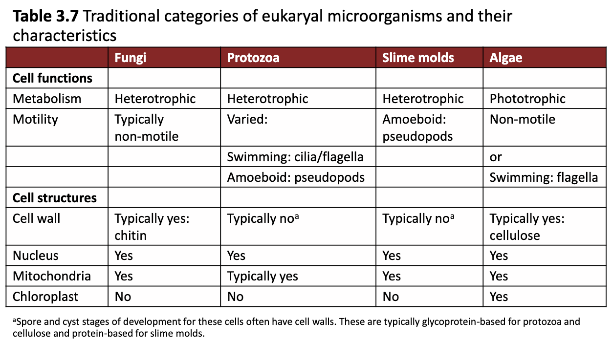 <ul><li><p>Fungi (typically non-motile)</p></li><li><p>Protozoa</p></li><li><p>Slime molds</p></li><li><p>Algae (only group that is phototrophic)</p></li></ul><p></p>