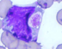 <p>What is this cell?</p>