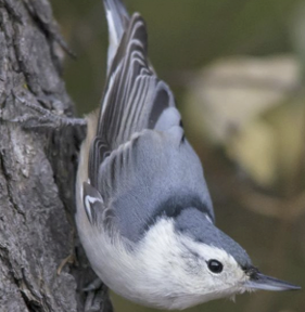 <p>What Bird is this?</p>