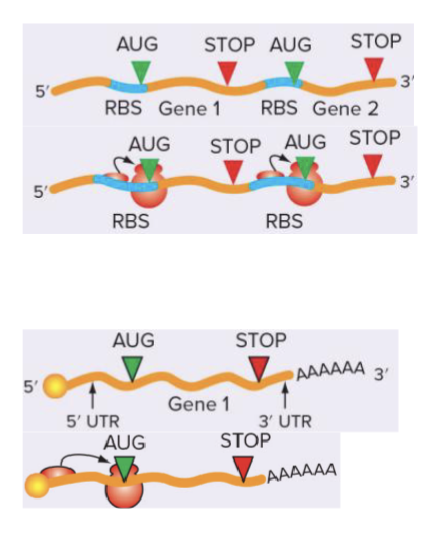 <ul><li><p>Bacterial mRNAs are often multicistronic </p><ul><li><p>Have multiple ribosome binding sites (RBSs) which means multiple polypeptides</p></li><li><p>Small ribosomes subunit initiates by binding the RBS</p></li><li><p>In Eukaryotes (typically) only one start site</p></li><li><p>Small ribosome subunit binds 5’ cap first and scans to the start</p></li></ul></li></ul><p></p>
