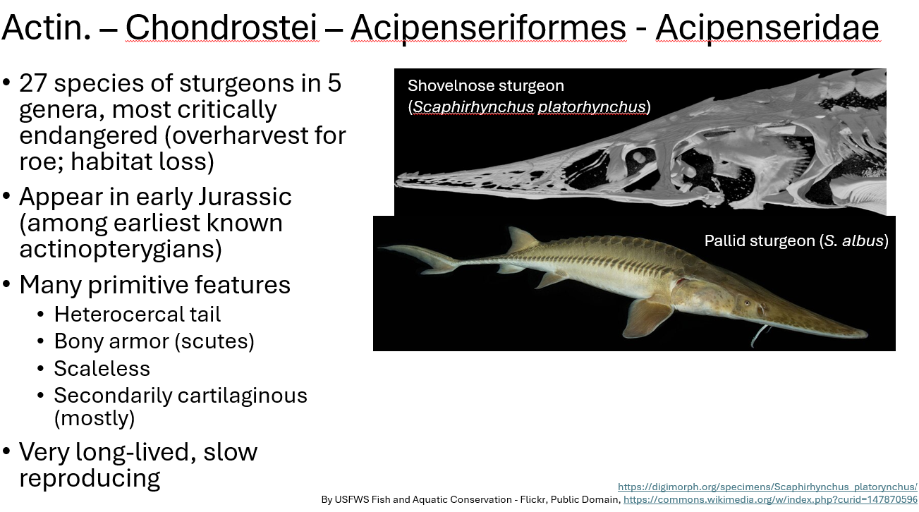 <p><span>•27 species of sturgeons in 5 genera, most critically endangered (overharvest for roe; habitat loss)</span></p><p><span>•Appear in early Jurassic (among earliest known actinopterygians)</span></p><p><span>•Heterocercal tail</span></p><p><span>•Bony armor (scutes)</span></p><p><span>•Scaleless</span></p><p><span>•Secondarily cartilaginous (mostly)</span></p><p><span>•Very long-lived, slow reproducing</span></p>