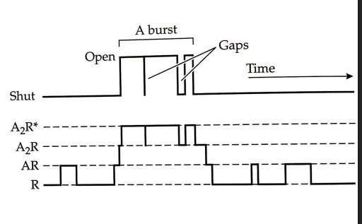 <p>the period of time where a channel is mostly open, but closes briefly</p>