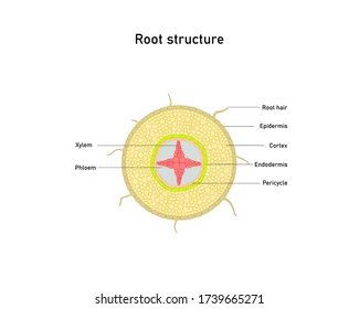 <p>Xylem is central and star shaped, phloem is between the xylem cells. This resists vertical stresses and anchors the plant in the soil</p>