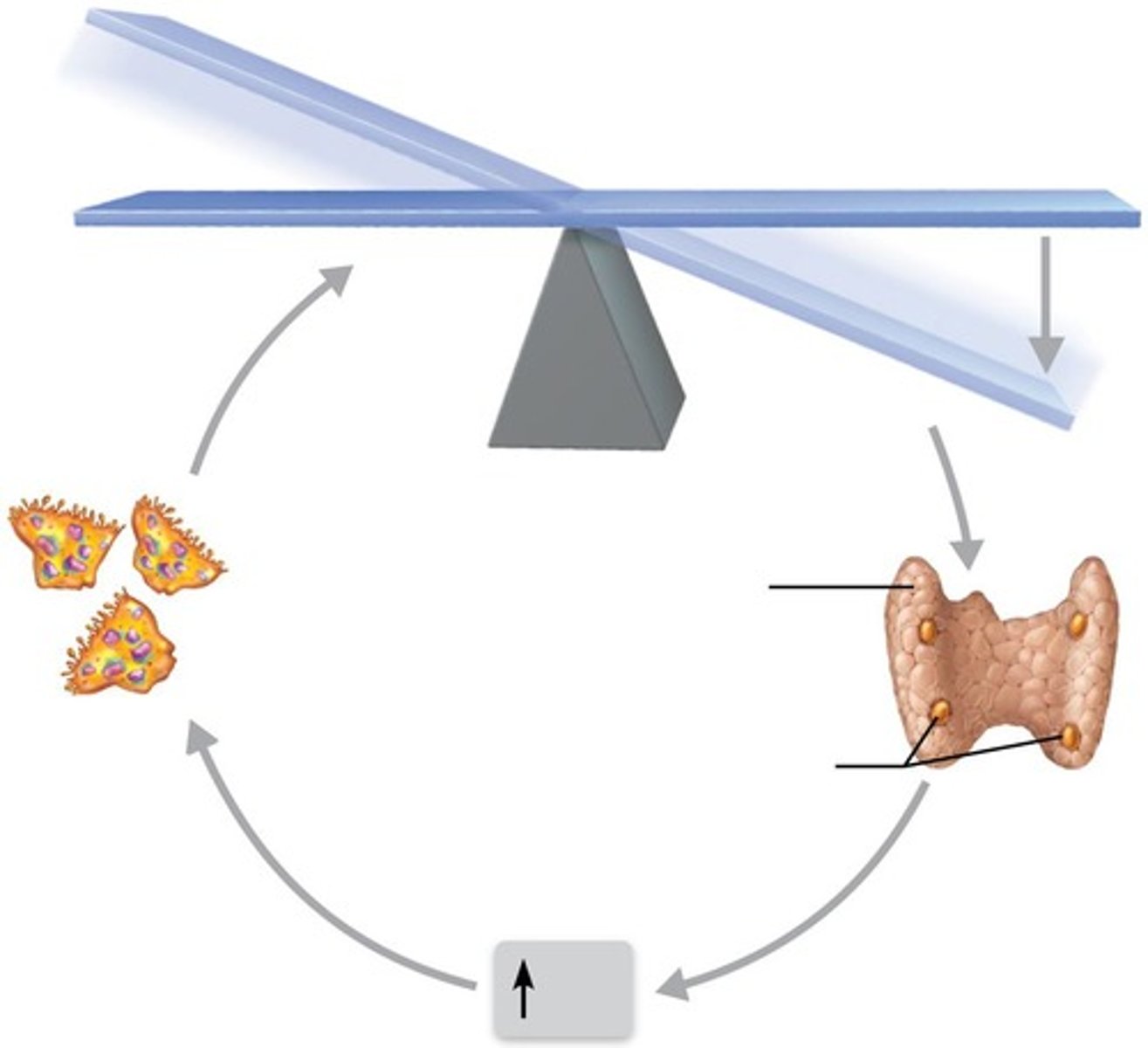<p>Produced by parathyroid glands in response to low blood calcium levels.</p>
