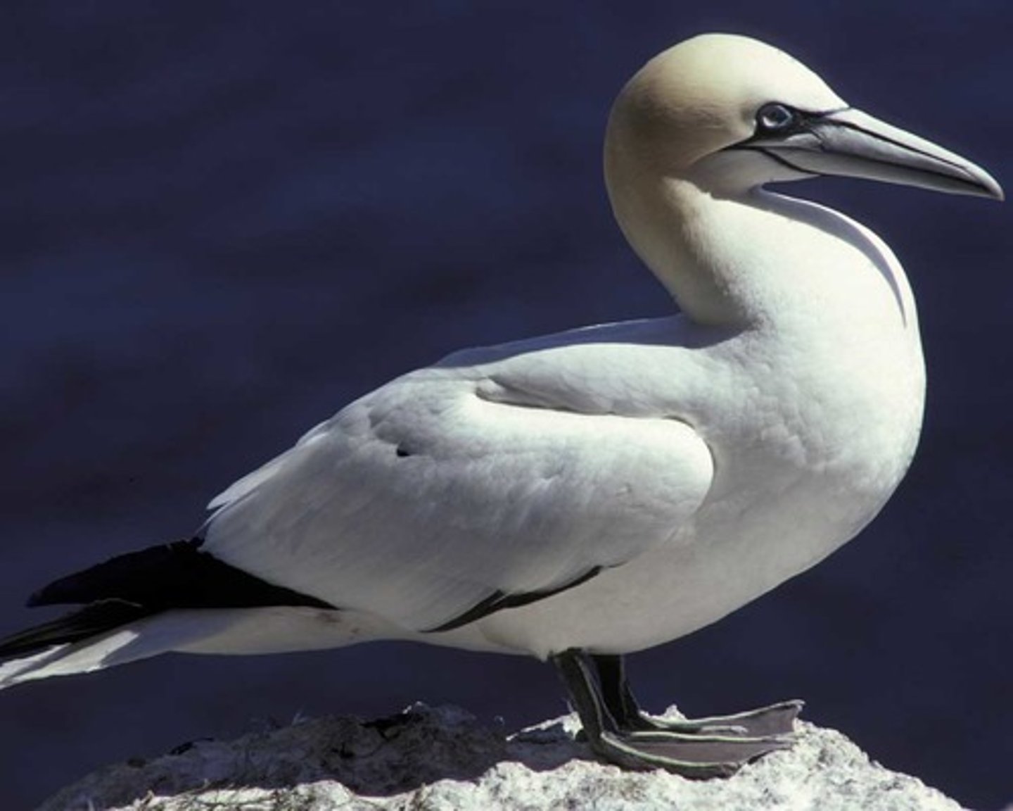 <p>Suliformes Sulidae</p>