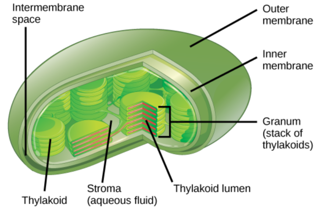 <ol><li><p>thylakoid</p></li><li><p>stroma</p></li><li><p>Thylakoid Lumin</p></li><li><p>Granium</p></li></ol><p></p>