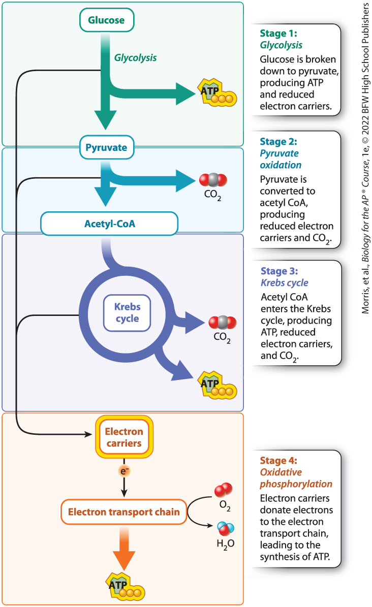 <p>the second stage of cellular respiration which takes place in the mitochondria in eukaryotes; process where pyruvate is oxidized to another molecule called acetyl-coenzyme A (acetyl CoA), producing reduced electron carriers and releasing carbon dioxide</p>