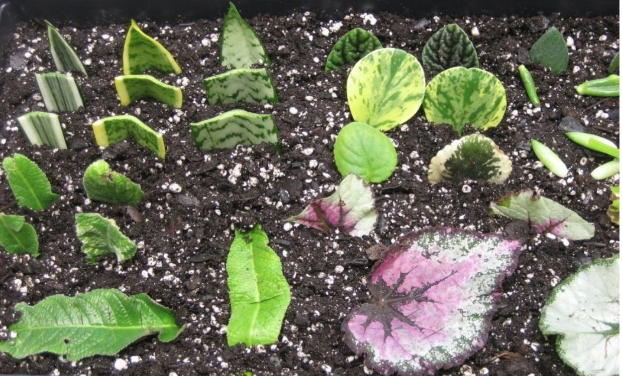 <p>NAME ALL OF THESE LEAF CUTTING TYPES</p>