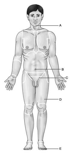 <p>15) Which letter indicates the inguinal region? </p><p>A) A </p><p>B) B </p><p>C) C </p><p>D) D </p><p>E) E</p>