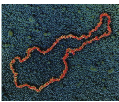 <p>DNA organization is PROKARYOTES:</p><p>Prokaryotes typically have a SINGLE, DOUBLE-STRANDED CIRCULAR DNA molecule found in the CYTOSOL (no NUCLEUS)&nbsp;</p>