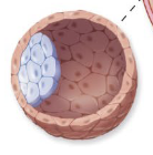 <p>What structure is shown?</p>