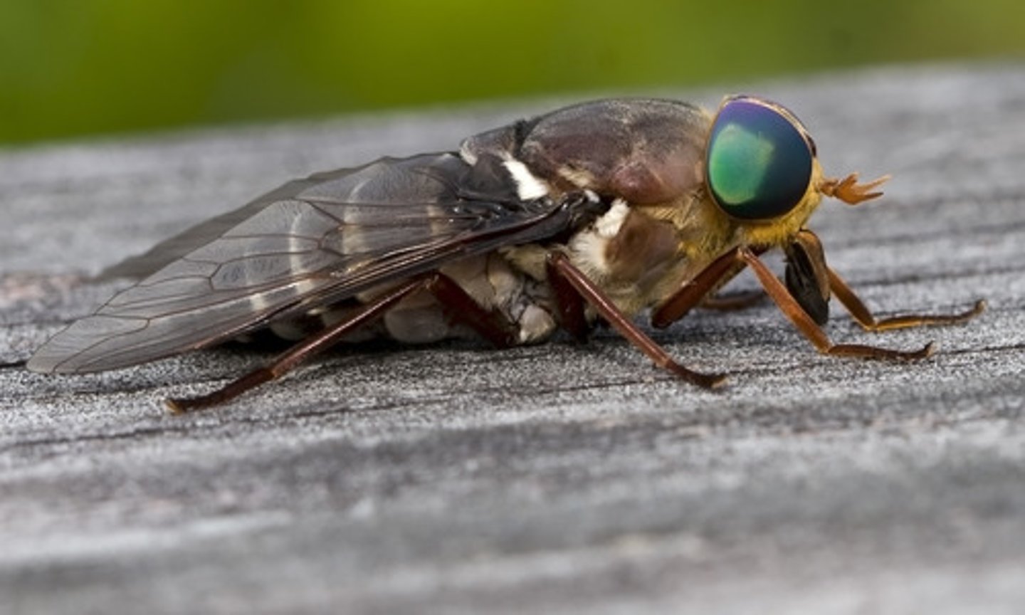 <p>Stout, broad headed, brightly colored/metallic eyes, silent flight, females bite painful, males feed in nectar and pollen, predacious larvae, adults near water, pests, vectors of blood borne diseases, pollinators</p>