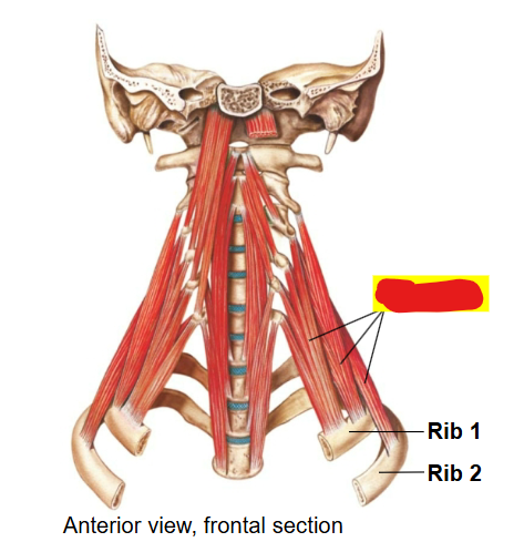 <p>What muscles are these?</p>