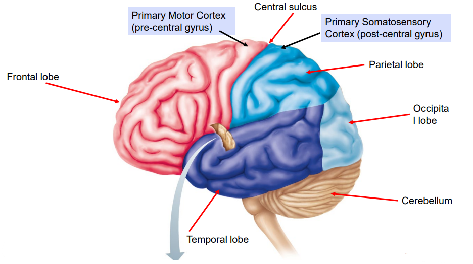 <ol><li><p><strong>Frontal Lobe</strong></p><ul><li><p>Judgement</p></li><li><p>Reasoning</p></li><li><p>Personality</p></li><li><p>Voluntary Movement - contains Primary Motor Cortex</p><ul><li><p>Anterior surface of the brain.</p></li><li><p>Anterior to Central Sulcus. </p></li></ul></li></ul></li></ol><p></p><ol start="2"><li><p><strong>Parietal Lobe</strong></p><ul><li><p>Sensory information (e.g., pain ,touch, temperature).</p><ul><li><p>Superior surface</p></li><li><p>Posterior to Frontal lobe.</p></li><li><p>Posterior to Central Sulcus.</p></li></ul></li></ul></li></ol><p></p><ol start="3"><li><p><strong>Occipital Lobe</strong></p><ul><li><p>Interpretation of visual patterns (eyes).</p><ul><li><p>Most posterior aspect of the cerebrum.</p></li></ul></li></ul></li></ol><p></p><ol start="4"><li><p><strong>Temporal Lobe</strong></p><ul><li><p>Hearing</p></li><li><p>Language </p><ul><li><p>Lateral surface of Cerebrum.</p></li><li><p>Inferior to Lateral Sulci.</p></li></ul></li></ul></li></ol><p></p><ol start="5"><li><p><strong>Cerebellum</strong></p><ul><li><p>Coordinating movement</p></li><li><p>Balance</p></li><li><p>Posture</p><ul><li><p>Inferior and posterior to the Occipital Lobe</p></li></ul></li></ul></li></ol><p></p><ol start="6"><li><p><strong>Central Sulcus</strong></p><ul><li><p>Separates the Frontal and Parietal Lobes.</p></li><li><p>Defines the Primary Motor Cortex (skeletal muscle) and Primary Somatosensory Cortex (senses).  </p></li></ul></li></ol><p></p>