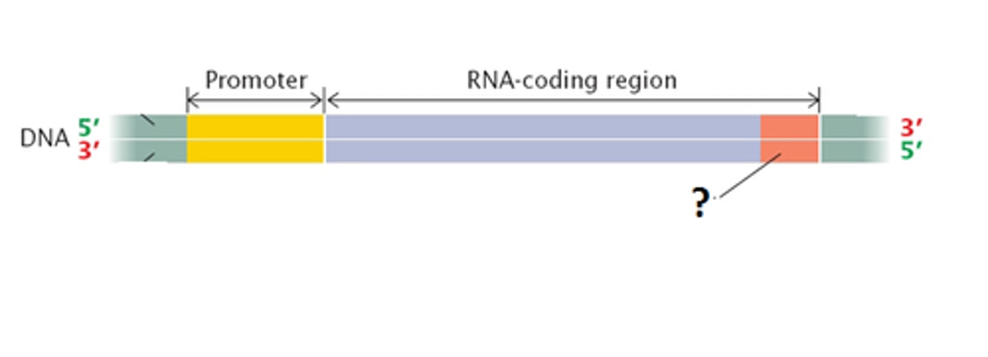 <p>In bacteria, a sequence of nucleotides in DNA that marks the end of a gene and signals RNA polymerase to release the newly made RNA molecule and detach from the DNA.</p>