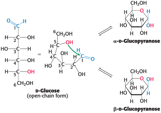 <p>Called pyranose because of similarity to pyran</p>