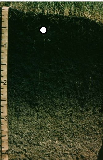 <p>-thick/dark A horizons with lots of organic matter</p><p>-dry-ish and cool climate</p><p>-grasslands</p>