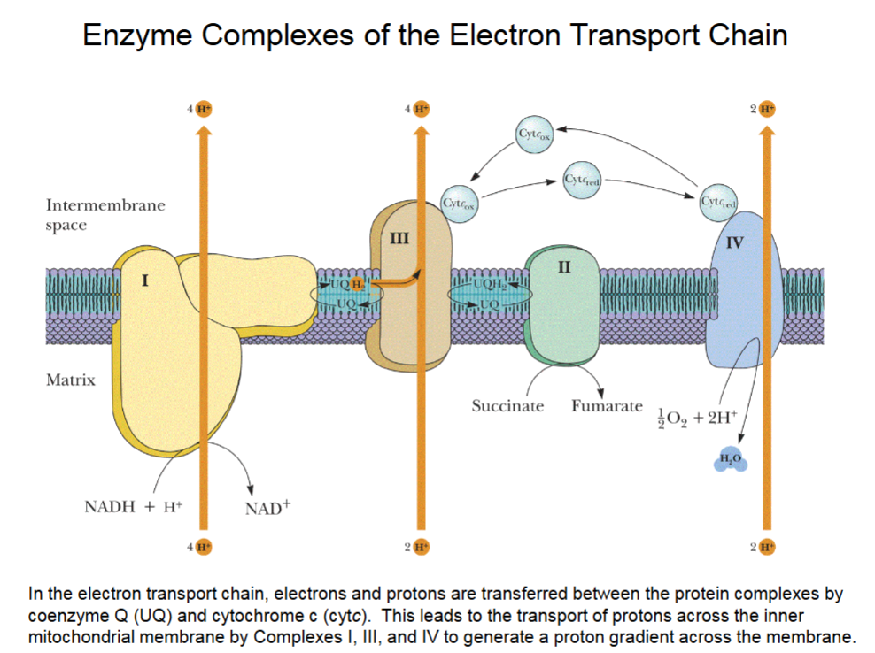 <ul><li><p>Coenzyme Q (UQ) is a terpene lipid in the hydrophobic lipid bilayer.</p><ul><li><p>Circulates H<sup>+</sup>/e<sup>-</sup> from I → III and II → III.</p></li></ul></li><li><p>Cytochrome c (cytc) is a globular protein in intermembrane space.</p><ul><li><p>Moves between III and IV, transporting H<sup>+</sup>/e<sup>-</sup>.</p></li><li><p>Reduced (binding e<sup>-</sup>), oxidized (no e<sup>-</sup>)</p></li></ul></li><li><p>Complex II gets H<sup>+</sup> from FADH<sub>2</sub>, which contains the succinate→fumarate enzyme. Donates H<sup>+</sup> to III via cytochrome c.</p></li><li><p>IV produces H<sub>2</sub>O to stimulate itself.</p></li></ul><p></p>
