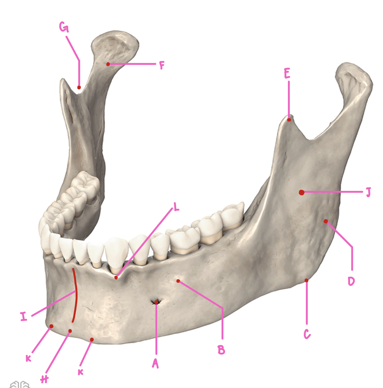 <p>Name the part of the mandible labeled K</p>