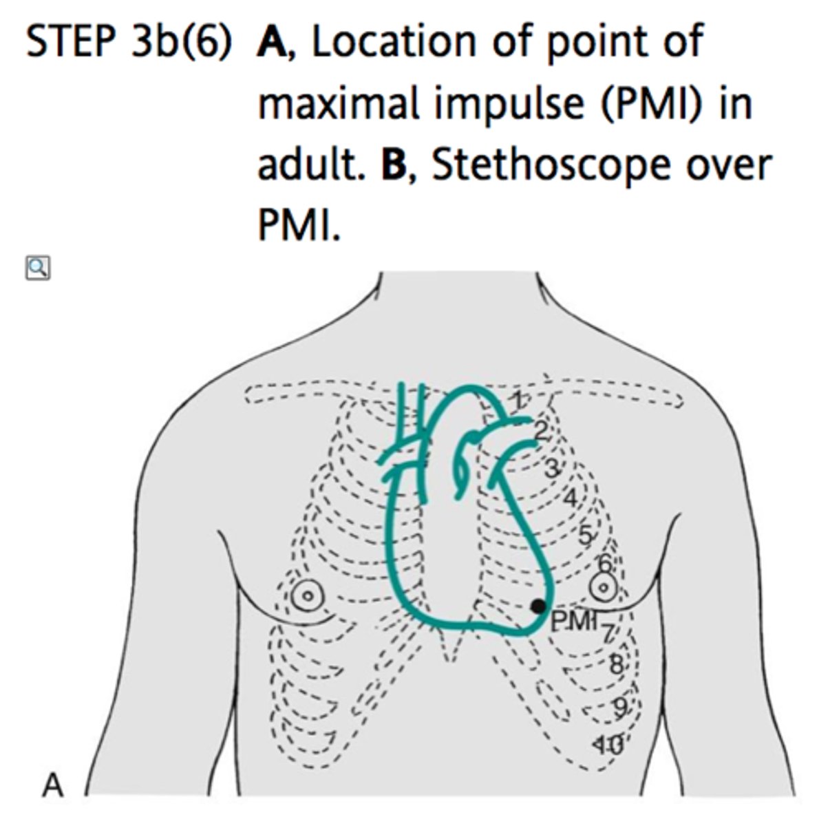 <p>lower portion of the left ventricle; 5th ICS/MCL</p>