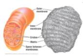 <p>The powerhouse of the cell, Sites of cellular respiration, Use glucose and oxygen to produce chemical energy (ATP), Found in all eukaryotic cells, CO2 + H2O -&gt; C6H12O6+O2+H2O</p>