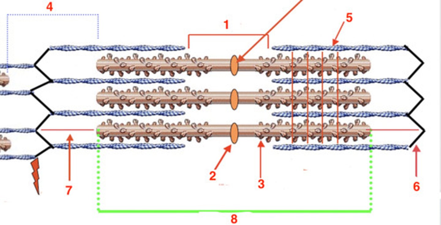 <p>where is the A-band?</p>