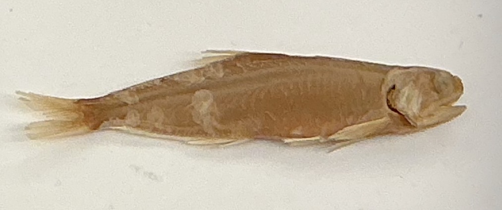 <p>Name the order</p>