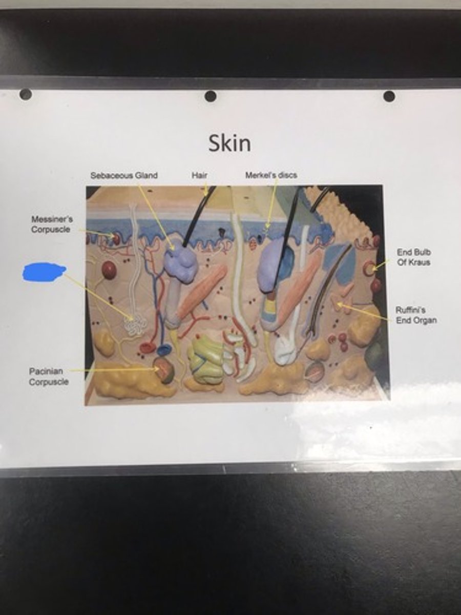 <p>Label the structure covered in blue ink and give a function</p>