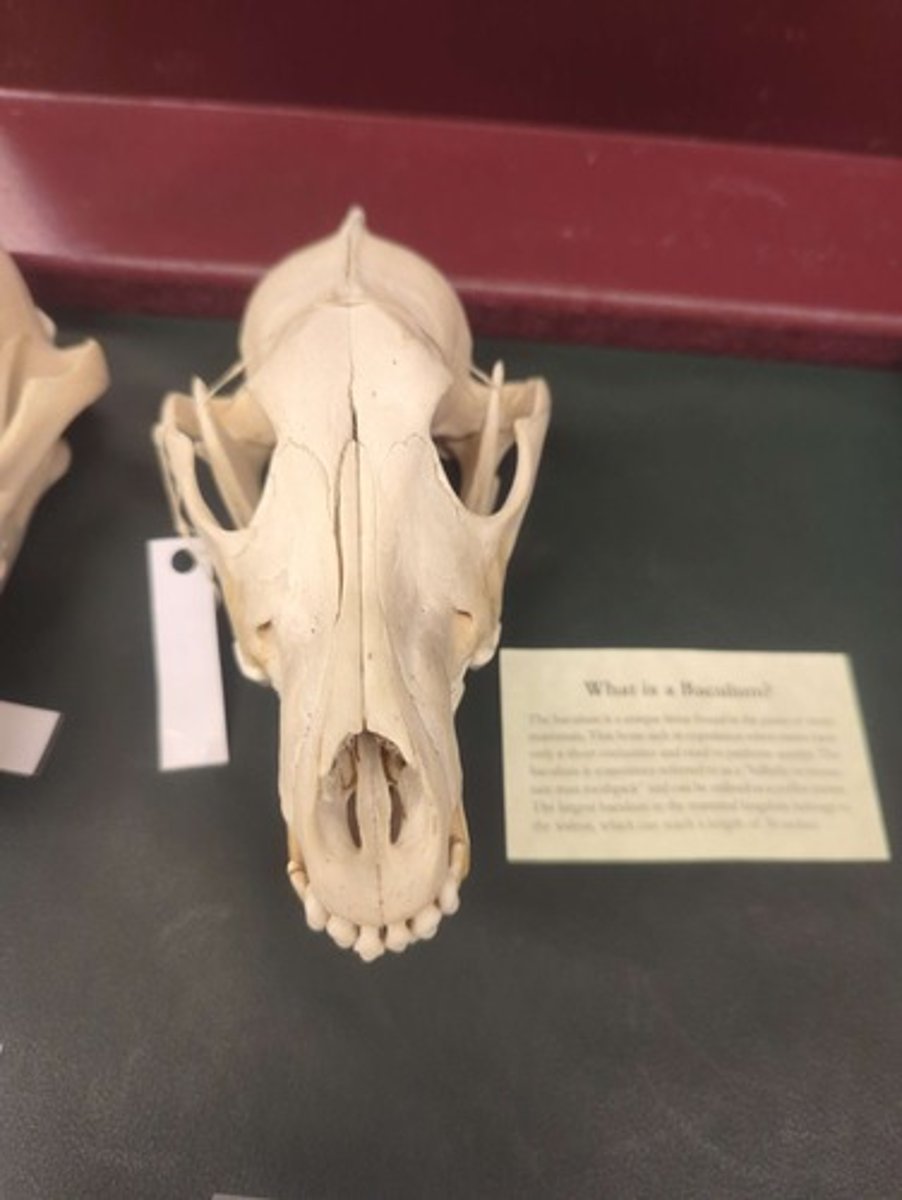 <p>What animal is this? Answer with "Skull" after animal name.</p>