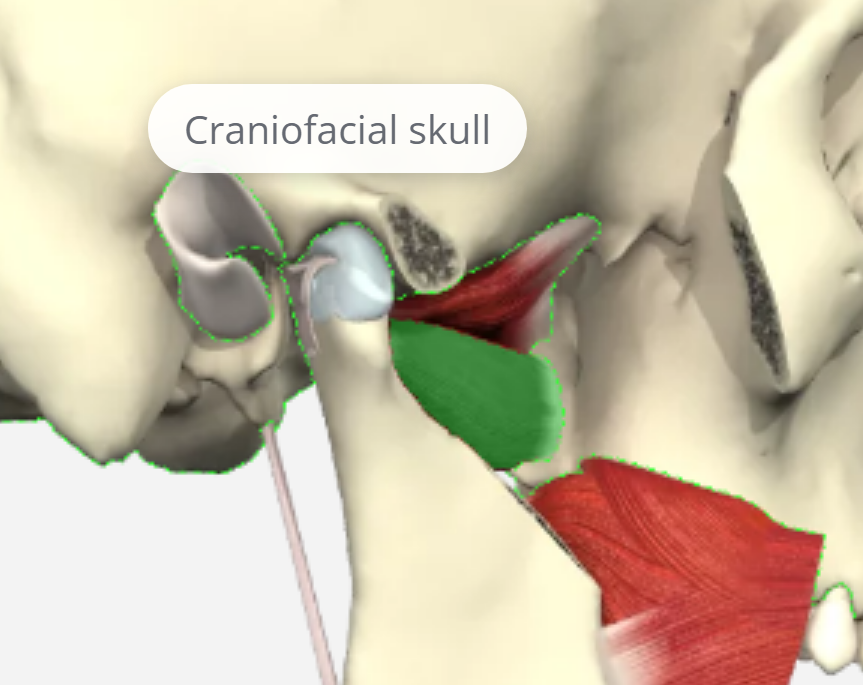 <p>What is this muscle(including part above)</p>