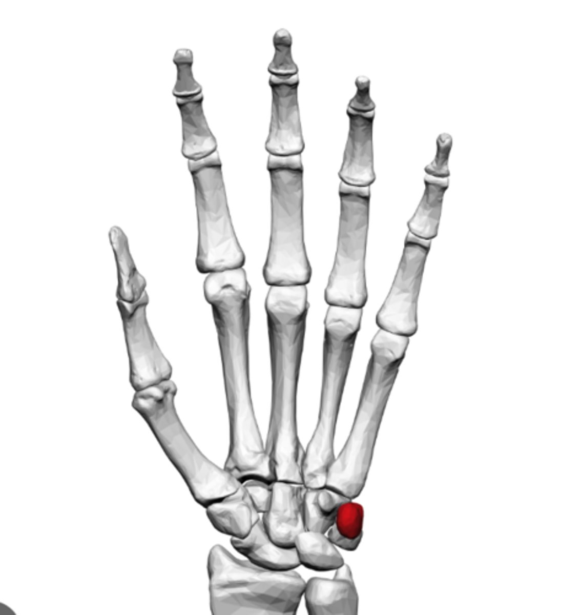 <p>a small, pea-shaped sesamoid bone located on the ulnar (pinky) side of the proximal wrist</p>