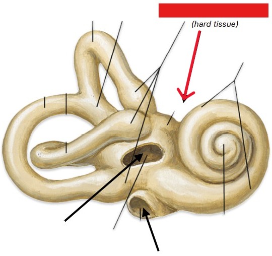 <p>Which part of the ear is:</p><ul><li><p>Shell-like</p></li><li><p>Hard tissue</p></li></ul><p></p>