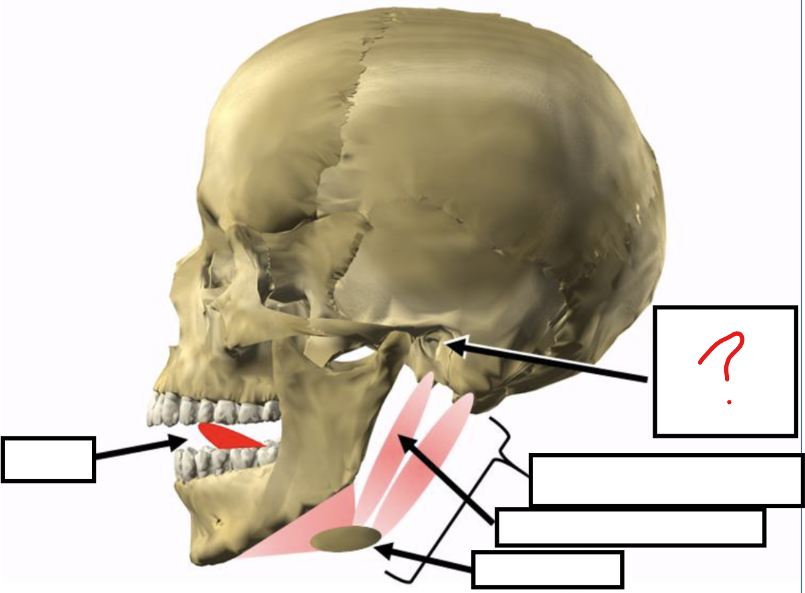 <p>goes through temporal</p>